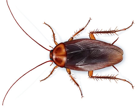 American Cockroach