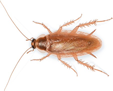 Brown-banded Cockroach