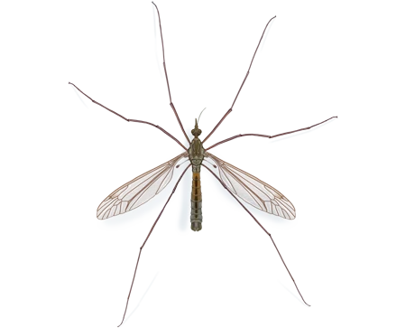 Crane Fly