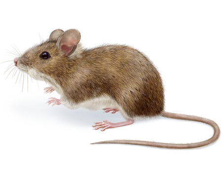House Mouse
