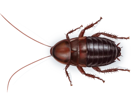 Oriental Cockroach